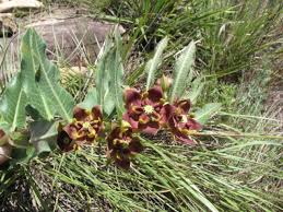 Image result for Pachycarpus concolor