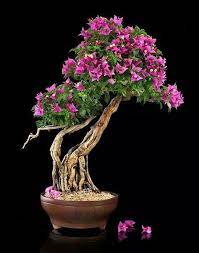 Shop for indoor bonsai trees at walmart.com. 18 More Pins For Your Bougainvilla Bonsai Board Rmcc42 Gmail Com Gmail Bonsai Tree Bonsai Flower Bonsai Plants
