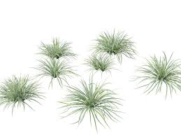 Image result for Carex conferta