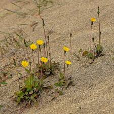 Image result for Sonchus schweinfurthii