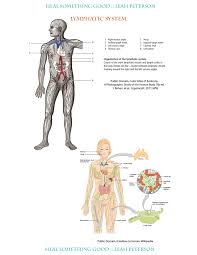 chart lymphatic system heal something good