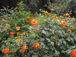 Image result for Tithonia