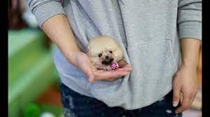 Fluffy Orange Teacup Pomeranian Teacup Puppies Please Subscribe Youtube Teacup Puppies Teacup Pomeranian Micro Teacup Puppies