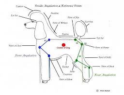 Growth Angulation Chart Princetin Poodles Llc Poodle