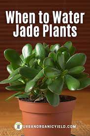 How Often Do You Water Jade Plants Jade Plants Plants Lucky Plant