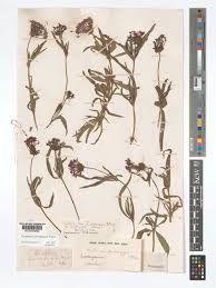 Image result for Pentanisia