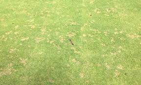 Lawn aeration services made easy. Lawncare Services Perth The Lawncare Man Wa