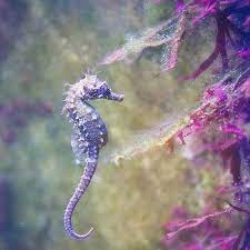 Aquarium Of Limoges Animal Facts Marine Animals Marine Fish