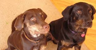 Black And Tan Lab Mix Brindle And Black And Tan Labrador Retrievers Golden Retriever Labrador Labrador Retriever Labrador Puppy