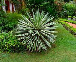 We did not find results for: Frontyard Landscaping Front Yard Landscaping Ornamental Plants Roof Garden Plants