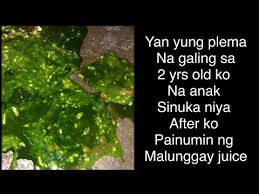 Malunggay Moringa Super Effective Cough Remedy Effective Na Pantanggal Ng Plema Kids Remedy 4 Cough Youtube