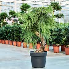 Image result for Araucaria cunninghamii