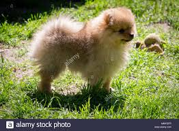 Will etwas anderes wie so ein labrador so in der art aber nur in klein oder halt so süße hund was ihr anzubieten habt. Pomeranian Welpen Gehen Auf Das Gras Susse Kleine Flauschige Hund Stockfotografie Alamy