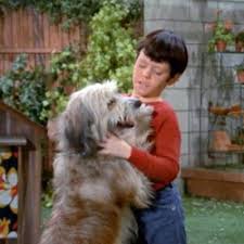 18 Adorable Dogs From Classic Television Shows Classic Television Animal Tv The Brady Bunch