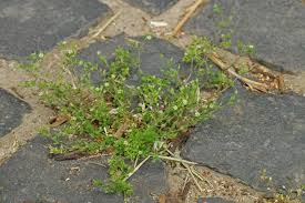 Image result for Cliffortia serpyllifolia