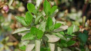 Moreover, you could do this before the leaves turn white. Insect Pests Of Azaleas And Rhododendrons University Of Maryland Extension