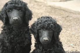 We breed for mahogany red poodle puppies, red poodle puppies, black poodle puppies and occasional apricot poodle puppies in miniature poodle, tiny toy poodle, and toy poodle sizes. Pin On Puppies