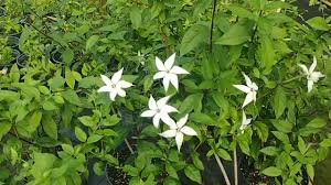 Image result for Buchnera randii