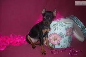 Beautiful Female Callie Miniature Pinscher Miniature Pinscher Puppy Pinscher