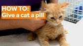 Interesting cat tale and the most effective method to give a cat a pill. How To Give Your Cat A Pill Funny Youtube