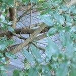 Image result for Rhamnus prinoides