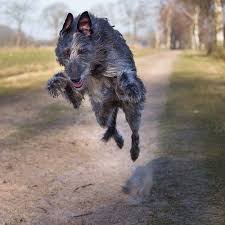 Find scottish deerhound puppies for sale with pictures from reputable scottish deerhound breeders. Everything About Your Scottish Deerhound Luv My Dogs