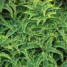 Image result for Gleichenia elongata