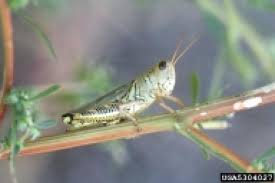 Is It A Grasshopper Or A Cricket Cricket Insect Grasshopper Cricket