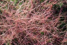 Image result for Agelanthus zizyphifolius