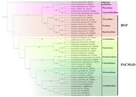 Image result for Coelachne africana