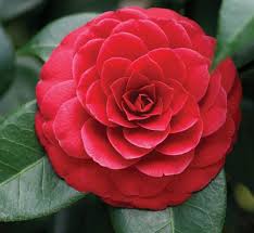 The following link contains a useful guide in the identification of these poisonous nuisances. Camellia Reigns Queen Of The Winter Flowers Central Virginia Home Magazine