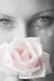 796 Tear Rose Stock Photos