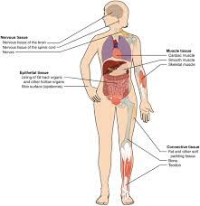 The sternocleidomastoid muscle helps bend and twist the head and neck in different directions, including flexion (bending the head forward), lateral flexion the torso is divided in half to show the two layers of muscles in this region. Appearance Modelling Of Living Human Tissues Nunes 2019 Computer Graphics Forum Wiley Online Library