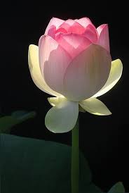 Lotus Flower I Love Lux Flores Exoticas Flor De Loto Flores Acuaticas