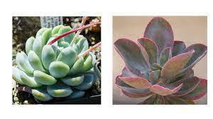 Still, succulents can encounter problems. Hybrids Cross Breeding