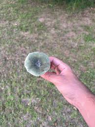 Image result for Russula perlactea