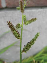 Image result for Echinochloa frumentacea