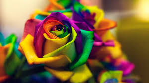 Check spelling or type a new query. Roses Flowers Hd Wallpapers Free Download