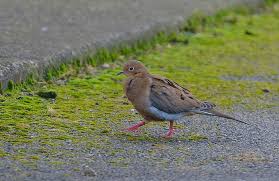 How to attract rare birds to your garden. 4 Can T Miss Tips To Attract Overseas And Rare Birds To Your Garden Harcourt Health