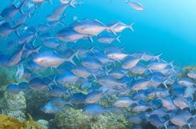Marine Conservation Amazing Volunteering Opportunities For Teens