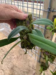 Image result for Bulbophyllum elliotii