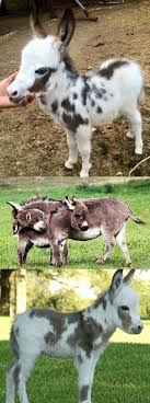 20 Mini Donkeys Rescued From Breeding Situations Now Looking For Homes Mini Donkeys Breeding Homes Horse Horses Donkey Rescue Mini Donkey Cute Donkey