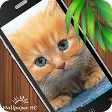 Cute cat on desk wallpapers. Amazon Com Cute Cat Wallpaper Hd Appstore For Android
