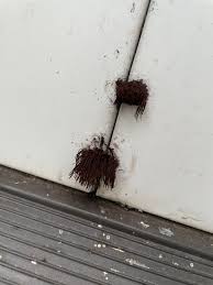 Image result for Stemonitis splendens