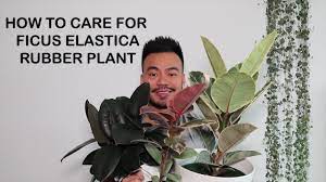 How To Care For Rubber Plant Ficus Elastica Houseplant Care Tips Youtube