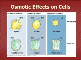 What happens to animal cell in hypertonic solution. Ppt Notes Transport Through The Cell Membrane Powerpoint Presentation Id 3114455