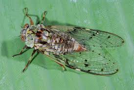Pretty Cicada Attracted To Lights By Artour A Via Flickr Cicada Rainforest Animals