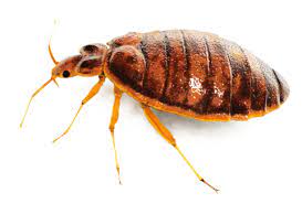 We are the top local pest control southlake tx company. Bed Bug Pest Control Services Rockwall Tx Bed Bug Removal