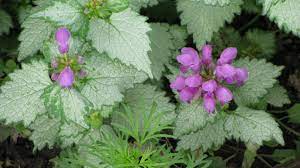 It grows at a fast rate, and under ideal conditions can be expected to live for approximately 10 years. Plantfiles Pictures Spotted Dead Nettle Ghost Lamium Maculatum By Dicentra63