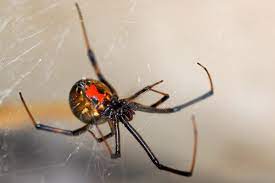 This spider's bite is much feared because its venom is reported. True Facts About The World S Most Fear Inducing Spider Natural World Earth Touch News
